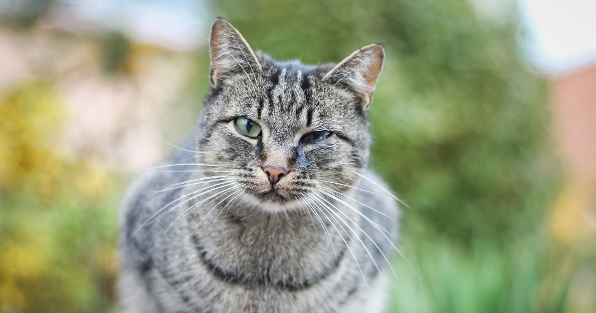 raffreddore gatto