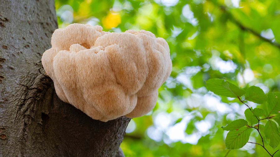 fungo hericium