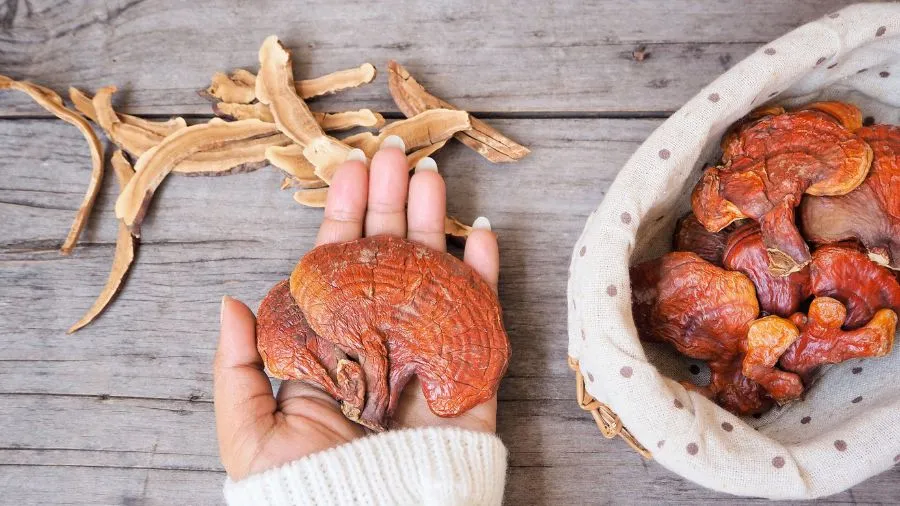 Fungo Reishi