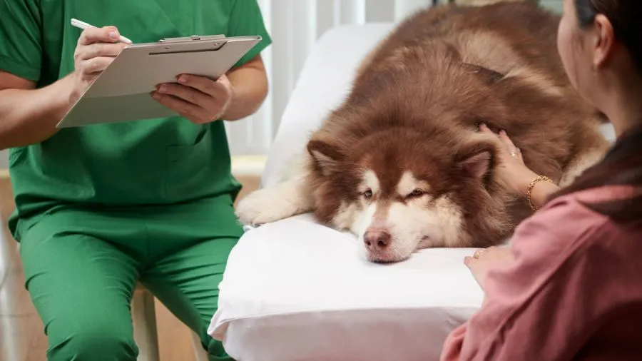 Medico Veterinario che prescrive una terapia ad un cane