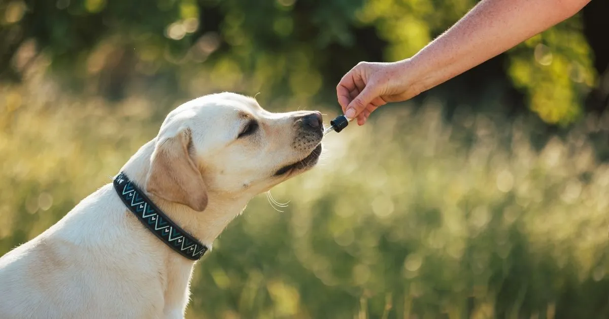Cane che assume olio di cbd
