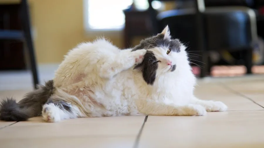 gatto che si gratta, indice di prurito