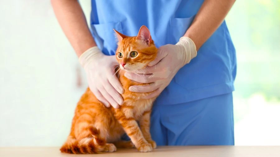 Visita veterinaria dermatologica