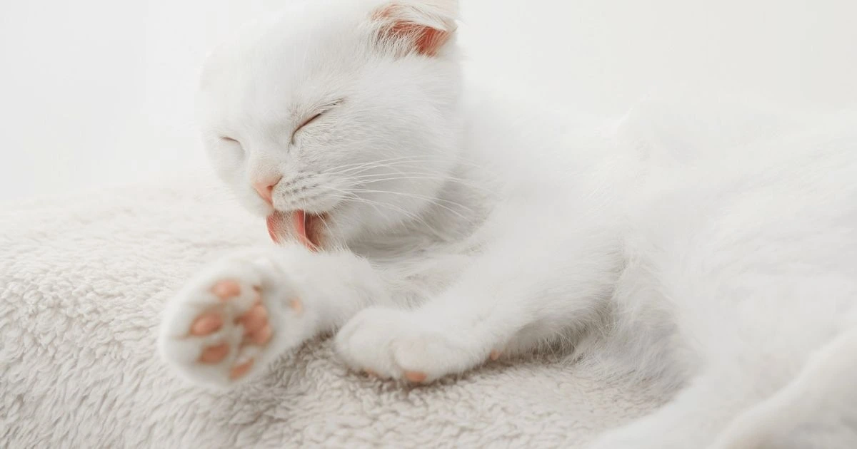 Gatto che si lecca perchè ha prurito, sintomo clinico principale della dermatite atopica felina