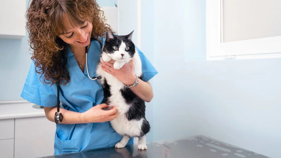 Visita veterinaria di un gatto