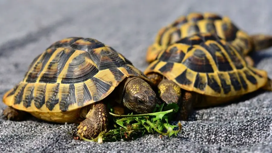 Tartarughe di terra (Testudo hermanni)
