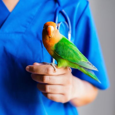 veterinario per animali non convenzionali