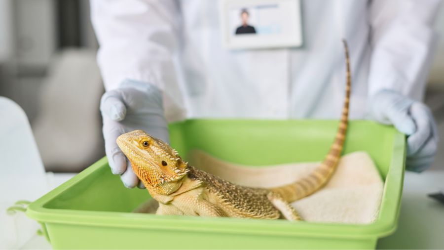 veterinario online esperto in rettili