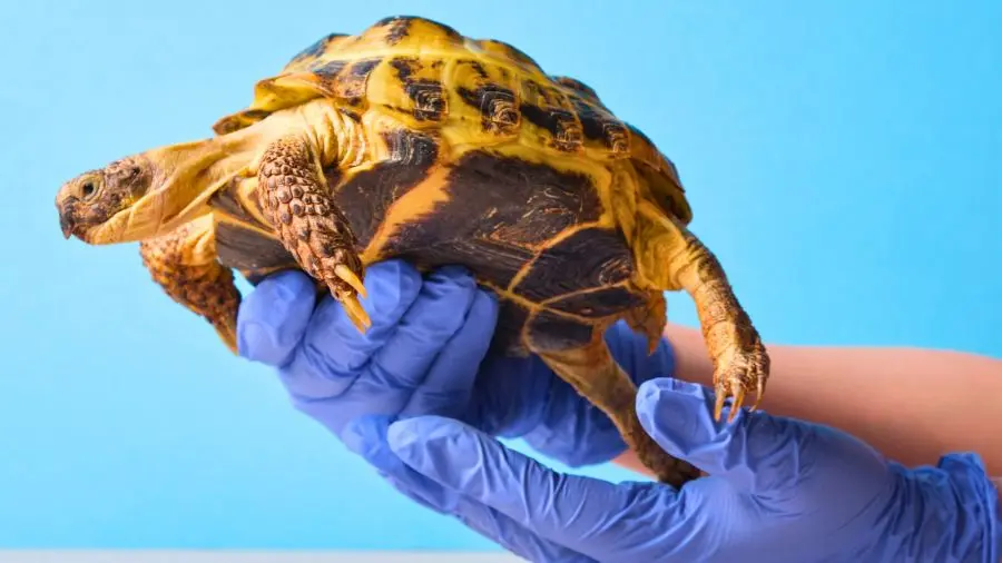 Visita veterinaria di una tartaruga di terra